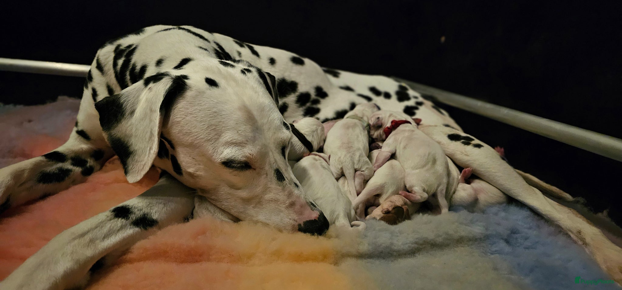 Dalmatiër honden Dalmatiër pups met stamboom  - Advertentie 1