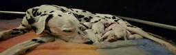 Dalmatiër honden te koop: Dalmatiër pups met stamboom  in Baarle-Nassau - Advertentie 1