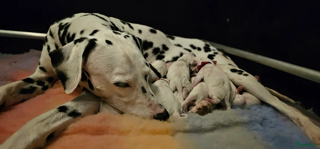 Dalmatiër honden te koop: Dalmatiër pups met stamboom  in Baarle-Nassau - Advertentie 1