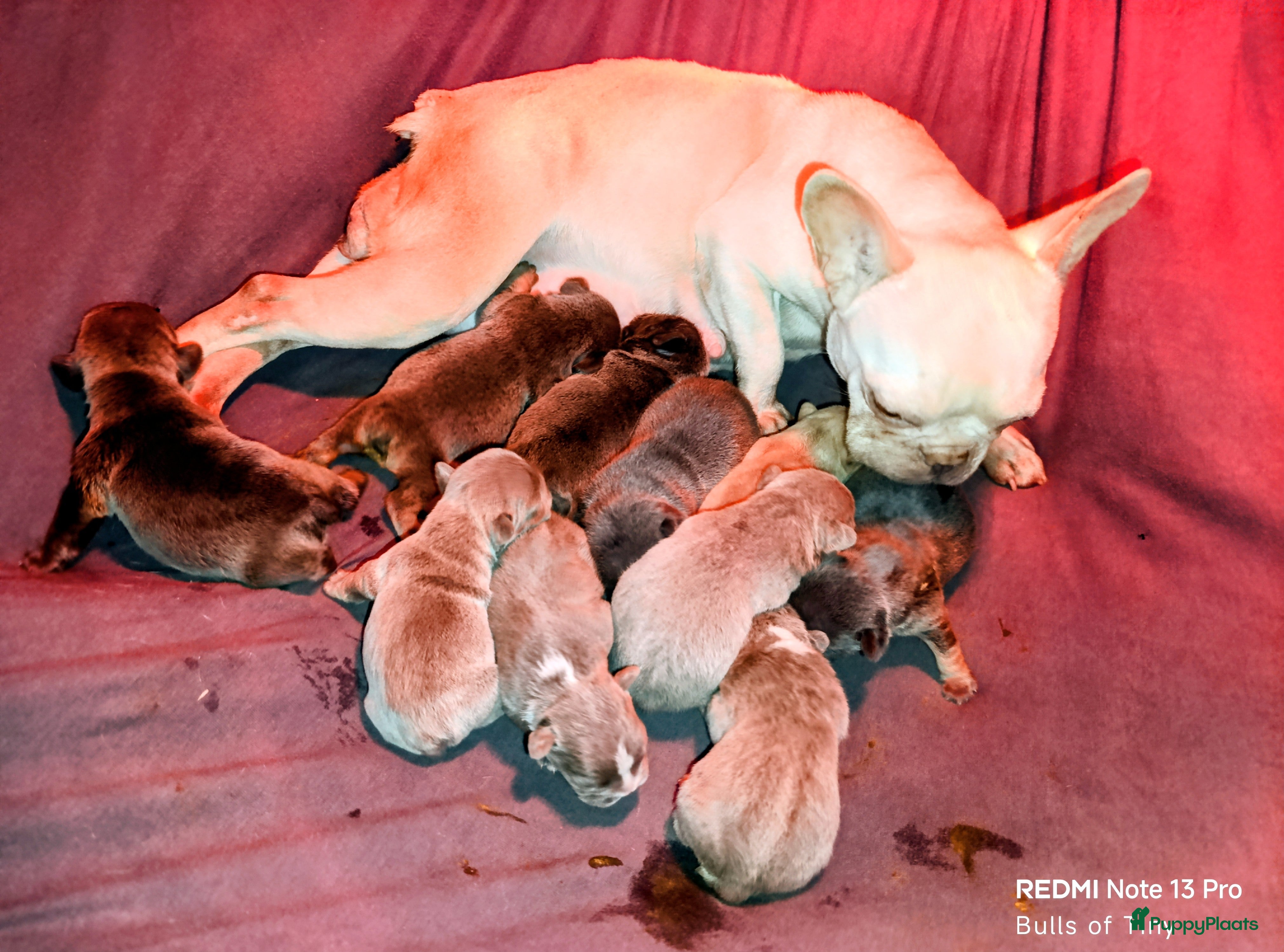 Franse Bulldog honden Franse bulldog - Advertentie 1