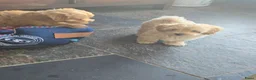 Maltipoo honden te koop: Mooie Lieve Maltipoo Maltezer / toypoedel pups - Advertentie 22