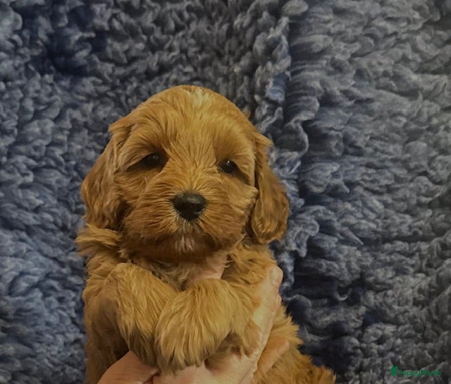 Australian Labradoodle honden te koop mini Australië labradoodle - Advertentie 1