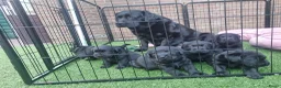 Labrador Retriever honden te koop: Labrador Retriever Pups Met FCI Stamboom - Advertentie 5