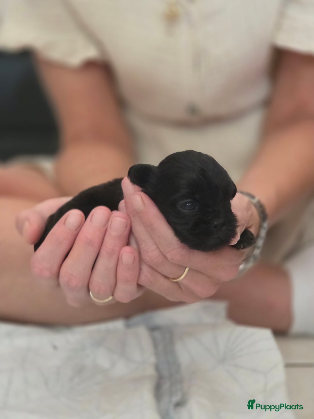 Boomer honden te koop: 4 prachtige boomerpups bes6 - Afbeelding 3