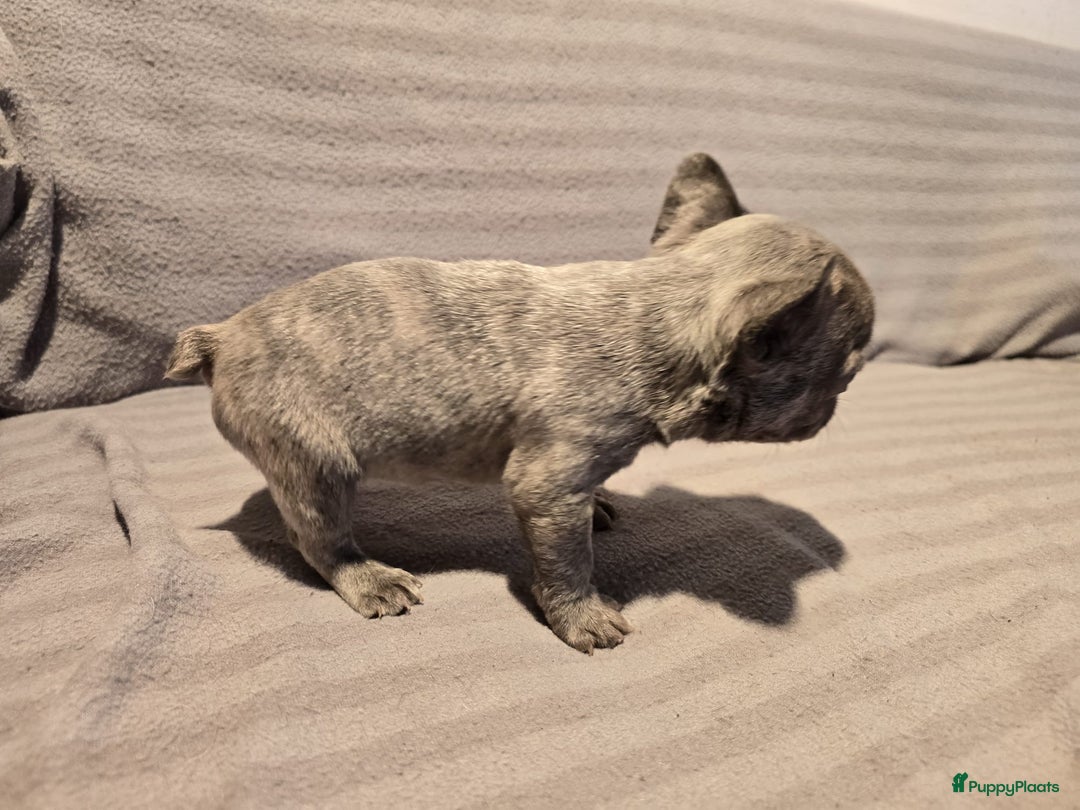 Franse Bulldog honden te koop: Knappe Franse buldogs enkele fluffy  - Advertentie 20