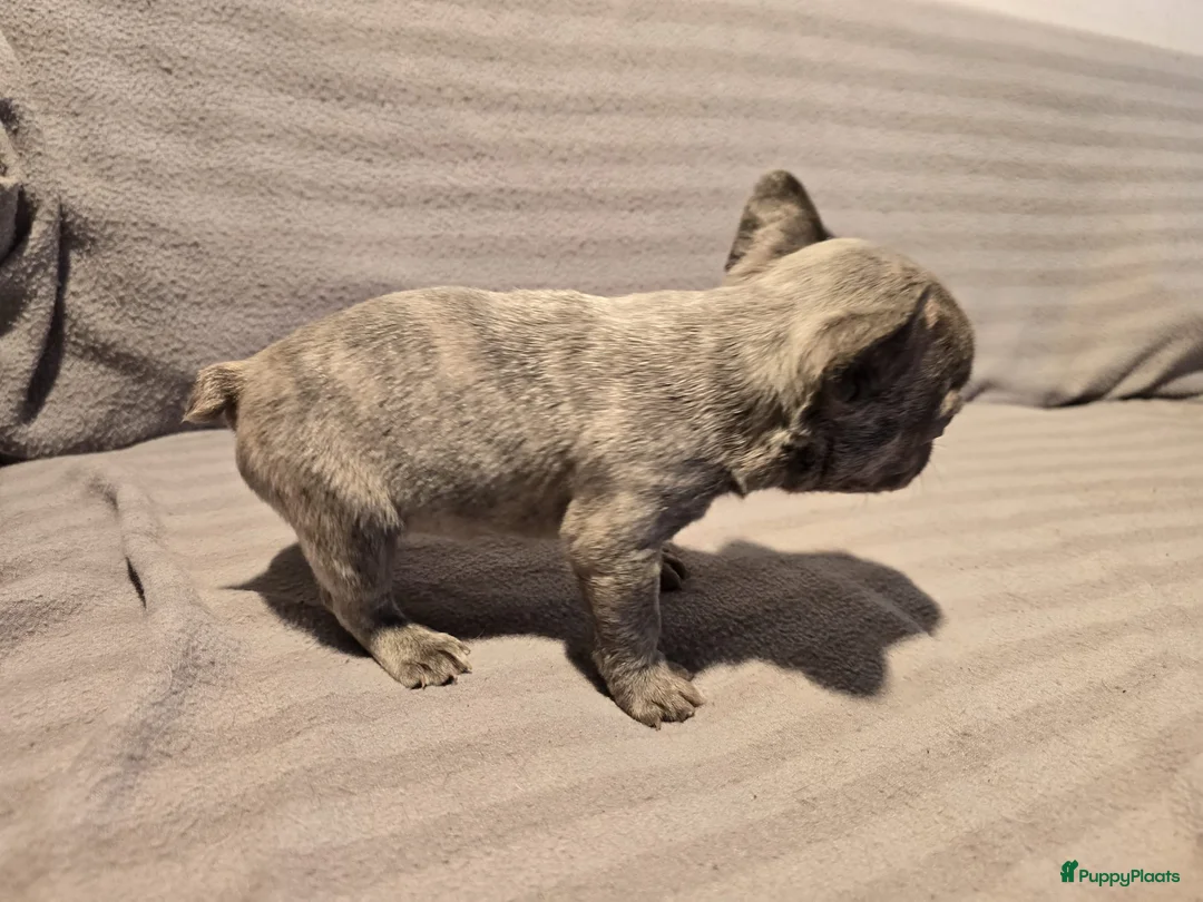 Franse Bulldog honden te koop: Knappe Franse buldogs enkele fluffy  - Advertentie 20