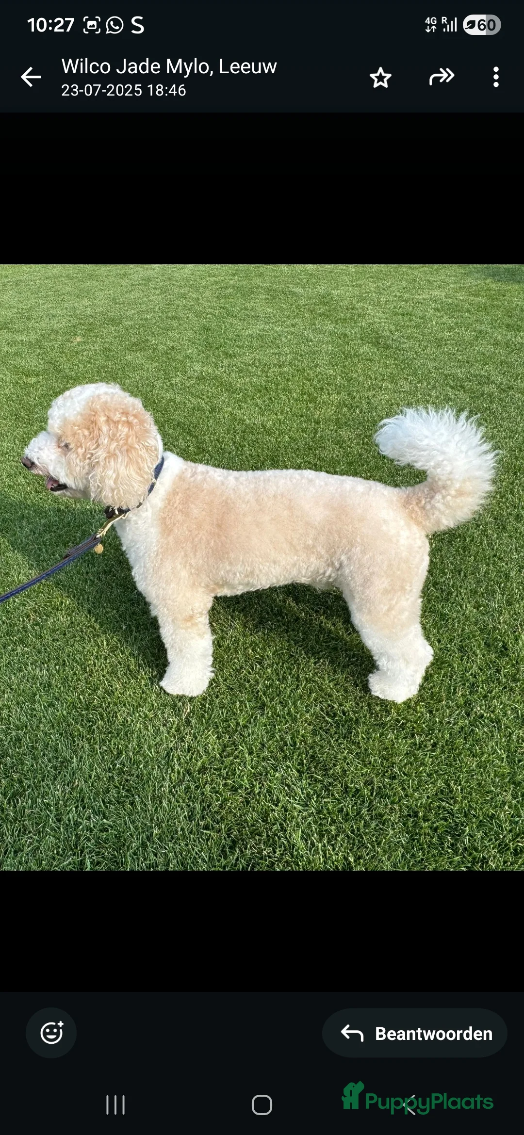 Maltipoo honden ter dekking: Maltipoo multigen dekreu  - Advertentie 4