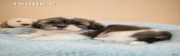 Boomer honden te koop: Super mooie boomer pups. Shih tzu  - Advertentie 17
