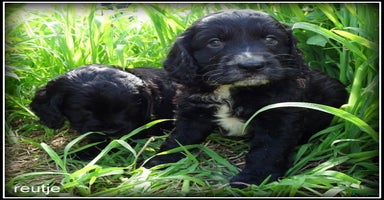 Cockapoo honden - Advertentie 4