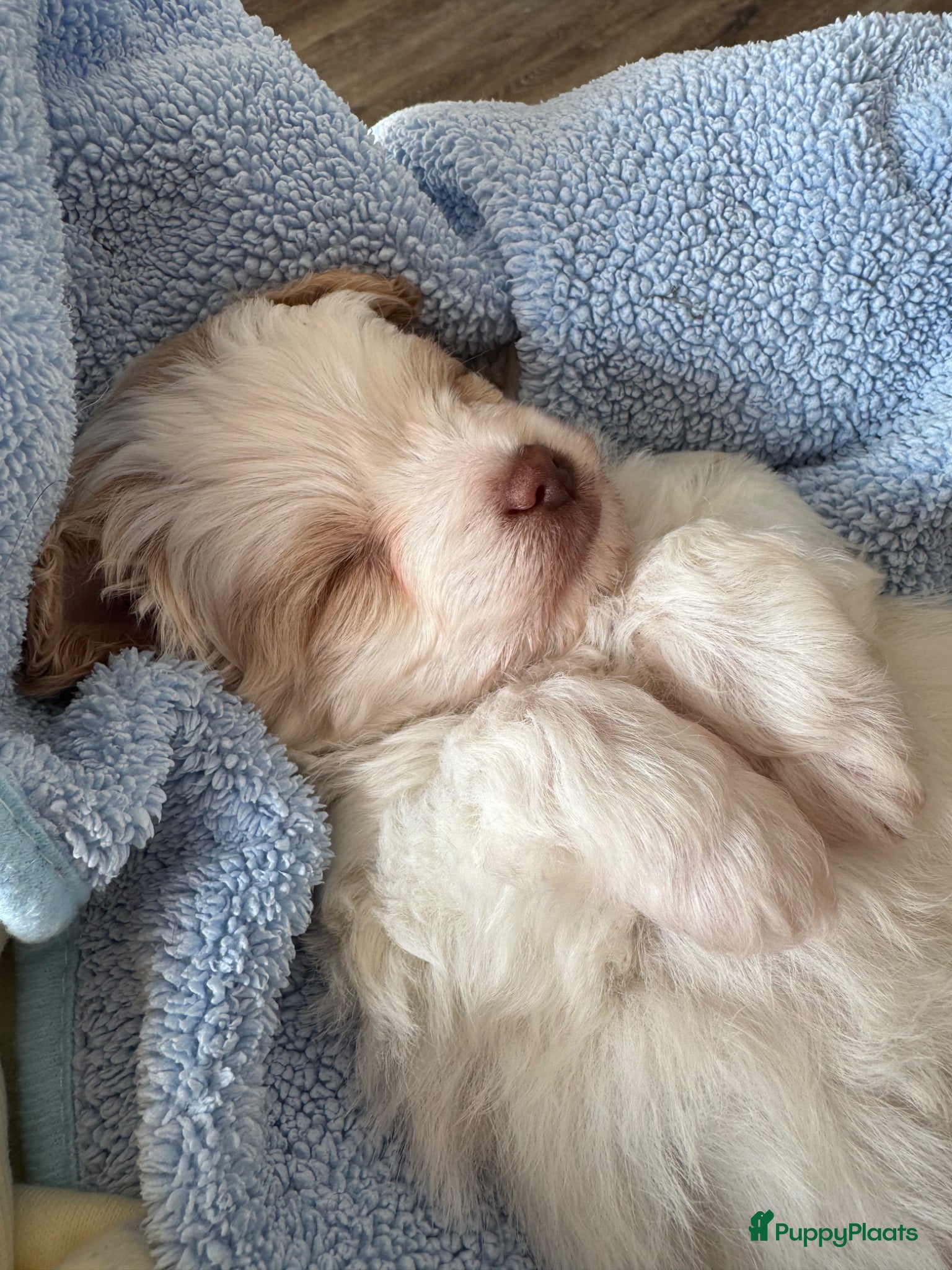 Kruising honden Uniek nestje kleine Pomapoo pups 🥰  - Advertentie 1