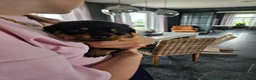 Rottweiler honden te koop: Super lieve sociale puppy's  - Advertentie 12