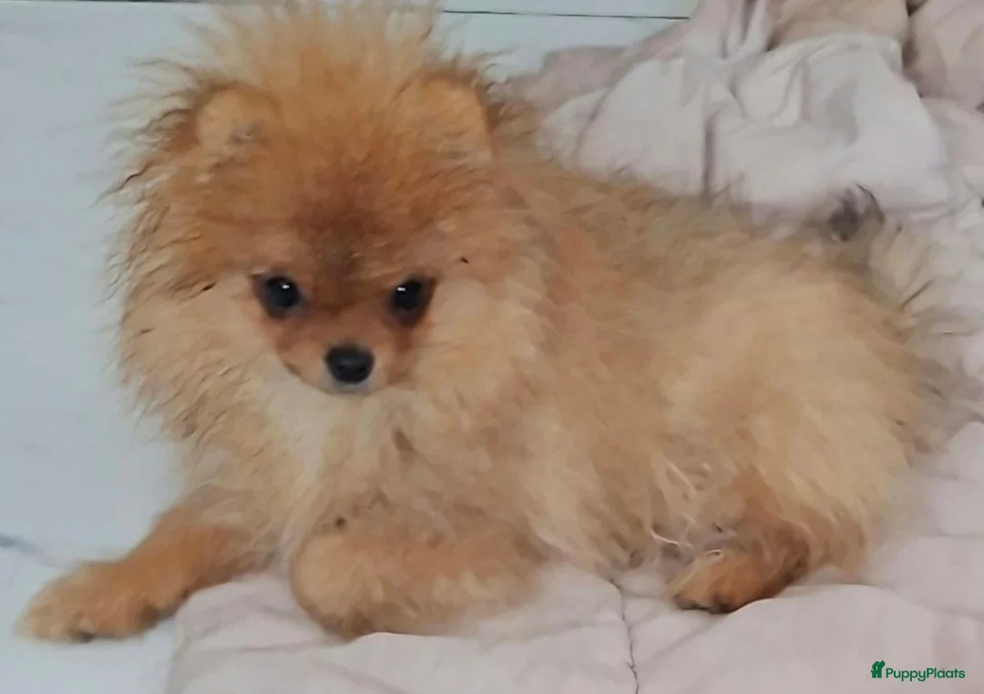 Pomeriaan honden te koop: Pomeranian  - Advertentie 3