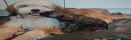 Tibetaanse Terriër honden te koop: Raszuivere Tibetaanse Terriër pups  - Advertentie 18