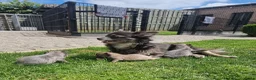 Chihuahua honden te koop: Chihuahua pups - Advertentie 15