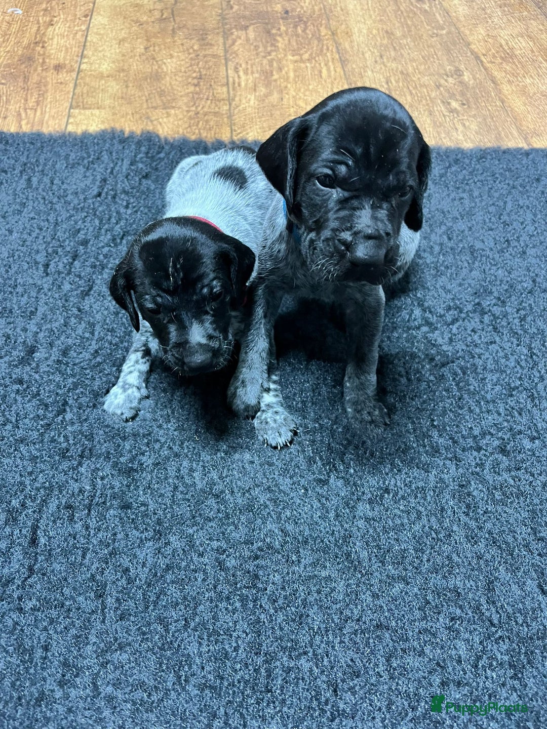 Duitse Staande Hond Korthaar honden te koop: Duitse Staande Korthaar puppy's met stamboom - Advertentie 7