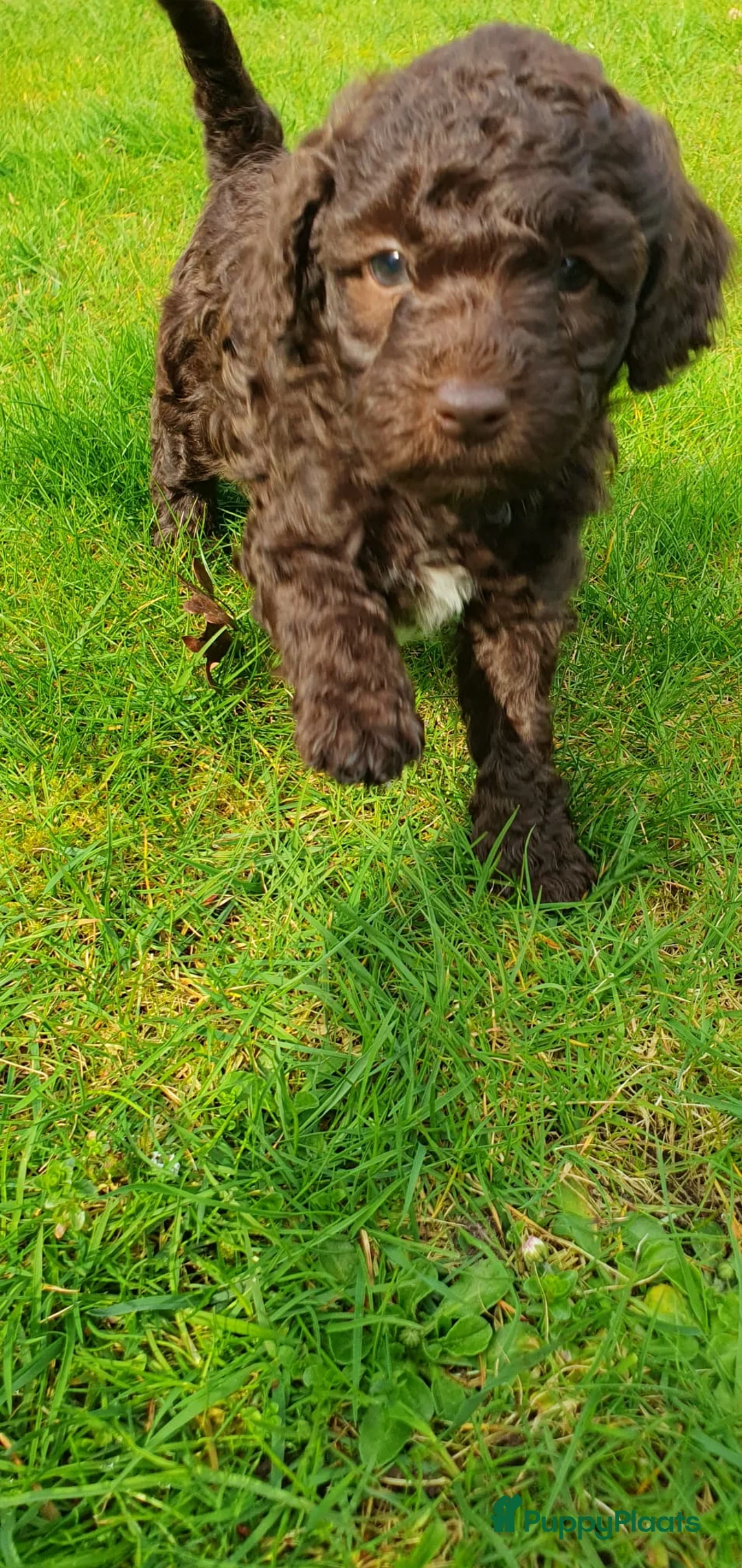 Labradoodle honden te koop: Super mooi nestje van 4 mini labradoodles - Advertentie 2