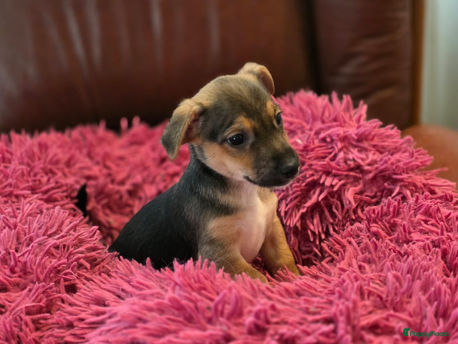 Jack Russel Terriër honden te koop: Schitterde Jack Russell pups in Nieuwdorp - Advertentie 6
