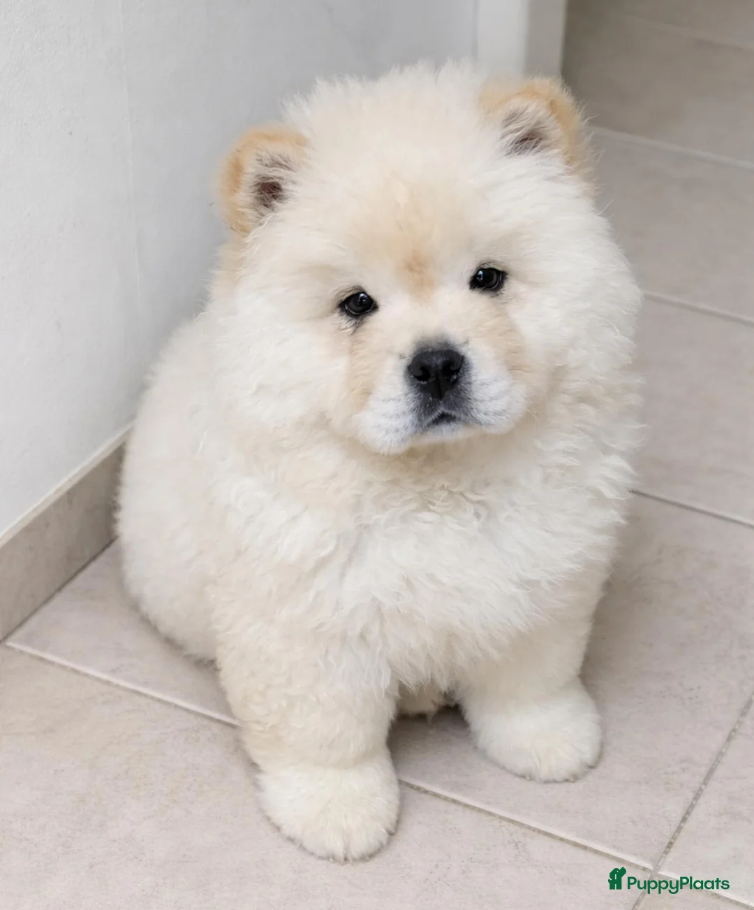 Chow Chow honden te koop:  chow chow teefje  - Advertentie 1