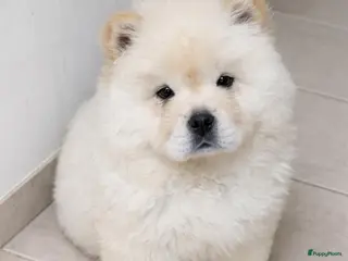 Chow Chow honden chow chow teefje - Advertentie 1