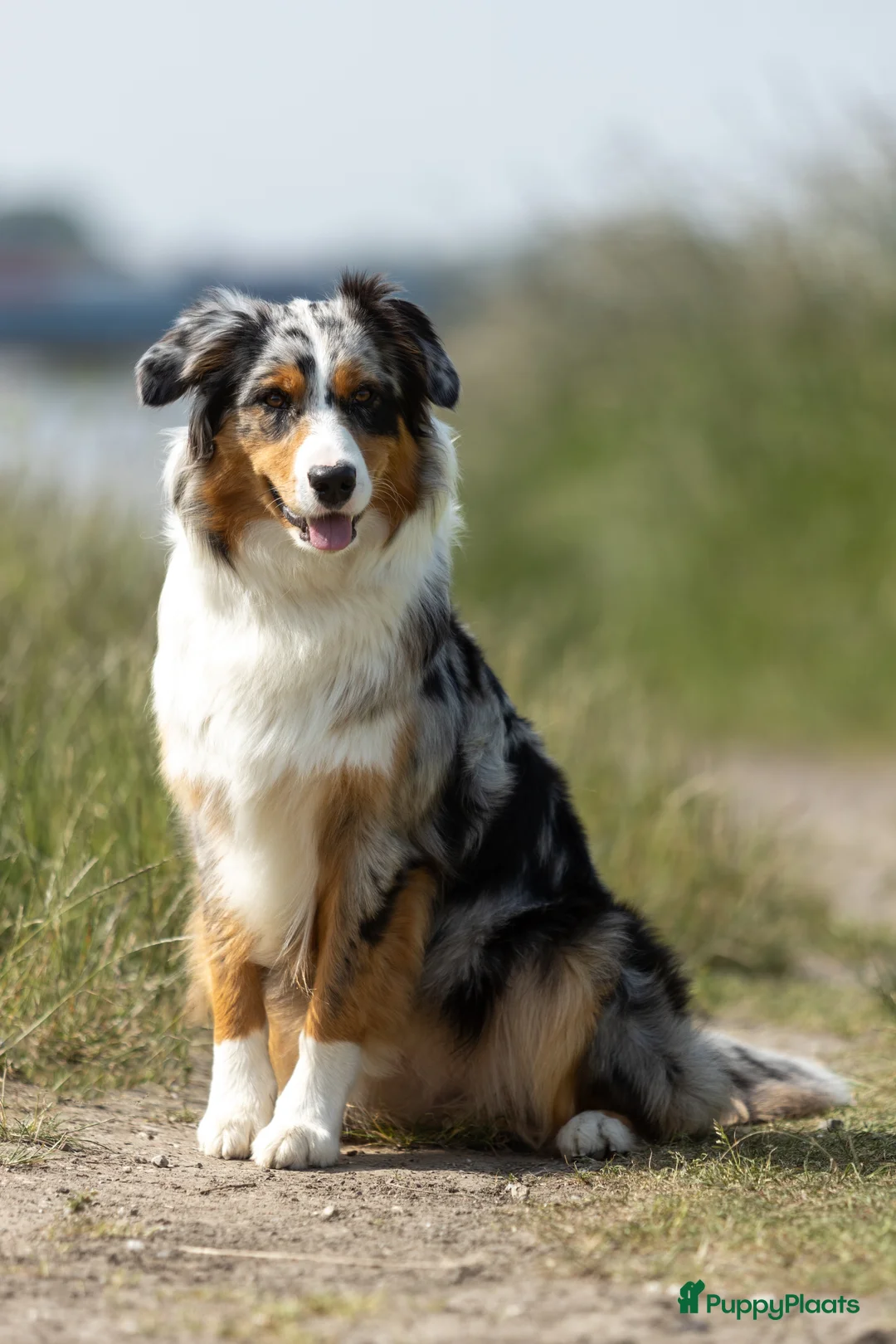 Australian Shepherd honden te koop: Australian Shepherd FCI/RvB Stamboom pups - Advertentie 13