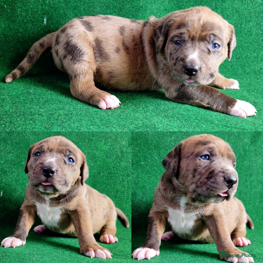 Amerikaanse Bully honden te koop: ABKC XL Meets DBKC XXl - Advertentie 12