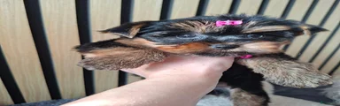 Yorkshire Terriër 2