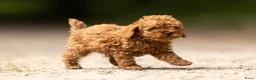 Poedel Toy honden te koop: Toy Poedel Pups - Advertentie 6