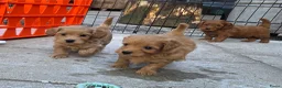 Maltipoo honden te koop: 6 maltipoo's geboren op onze dagbesteding! - Advertentie 5