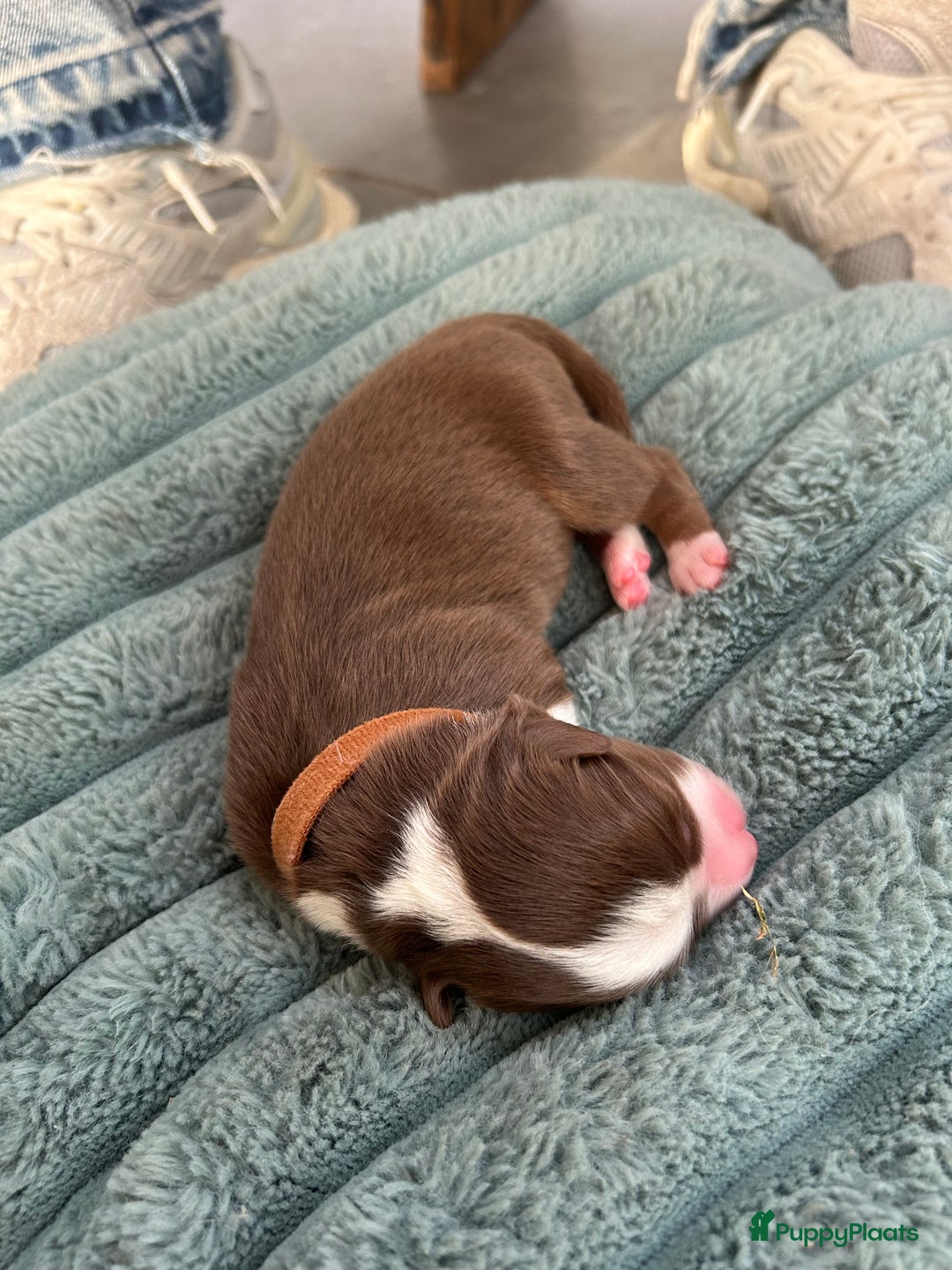 Australian Shepherd honden te koop: Prachtige Aussie Pups in Hulten - Afbeelding 8