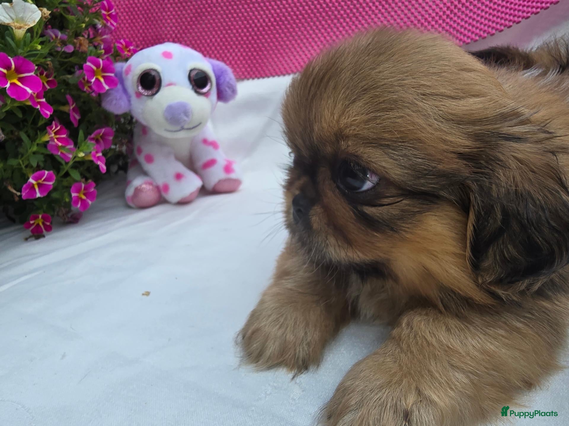Pekingees honden Heel mooie pekinees reutje - Advertentie 4