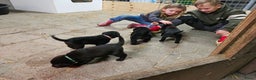 Kruising honden te koop: Grote zwitserse sennenhond x labrador pups - Advertentie 11