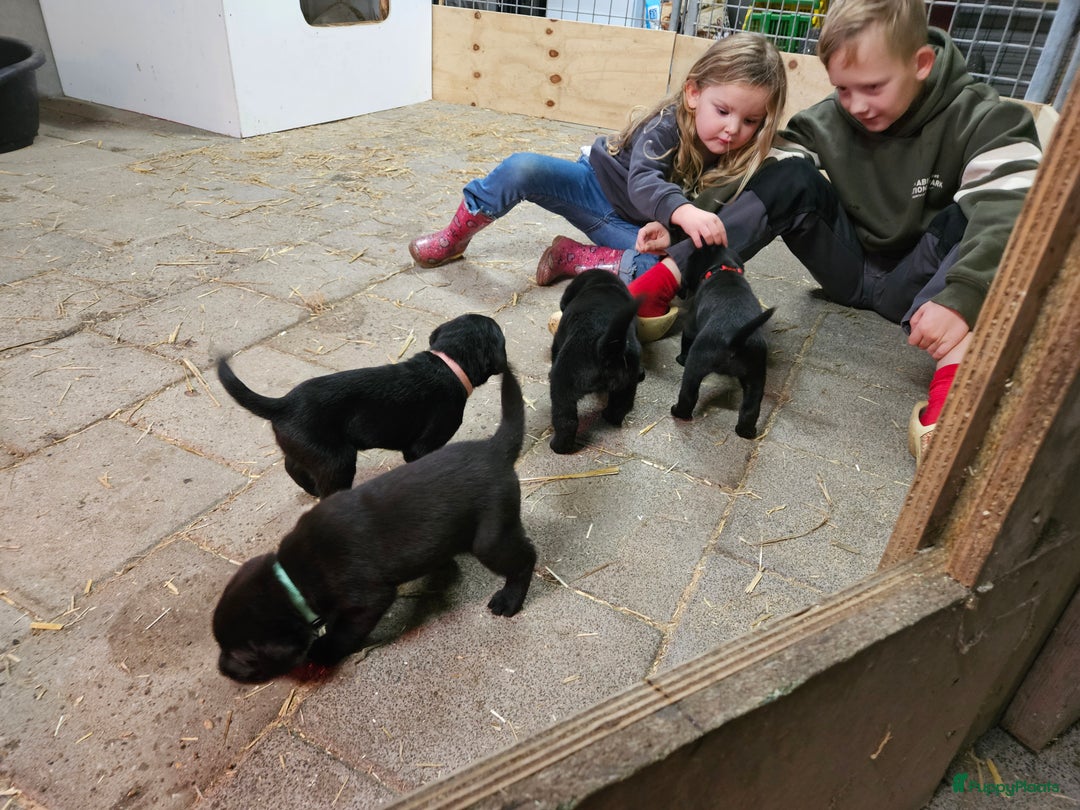 Kruising honden te koop: Grote zwitserse sennenhond x labrador pups - Advertentie 11