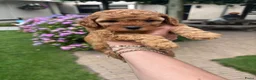 Poedel Toy honden te koop: Prachtig nestje rode/abricot toy poedels toypoedel - Advertentie 3