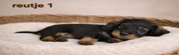 Ruwhaar Teckel honden te koop: Super mooie ruwhaar dwerg teckel pups (ook merle)  - Advertentie 3