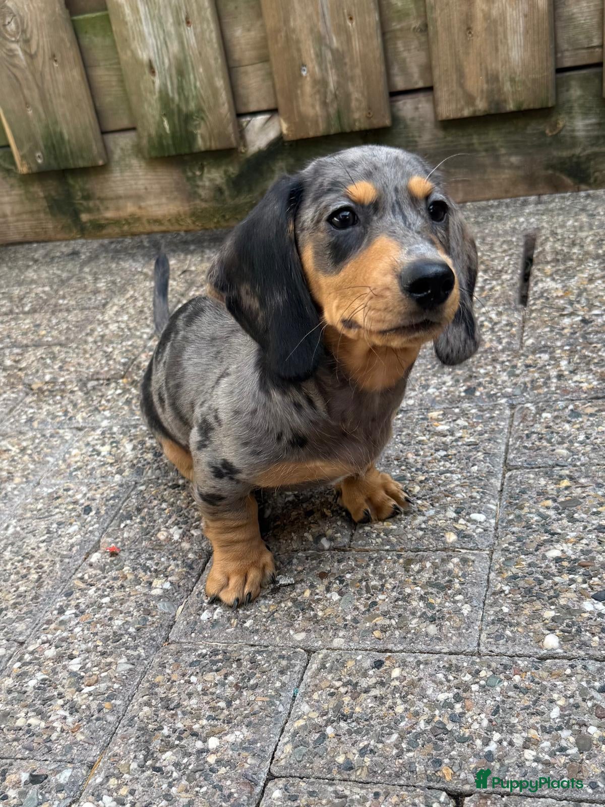 Teckel (korthaar)  honden prachtig teckel reutje 🐶 - Advertentie 2