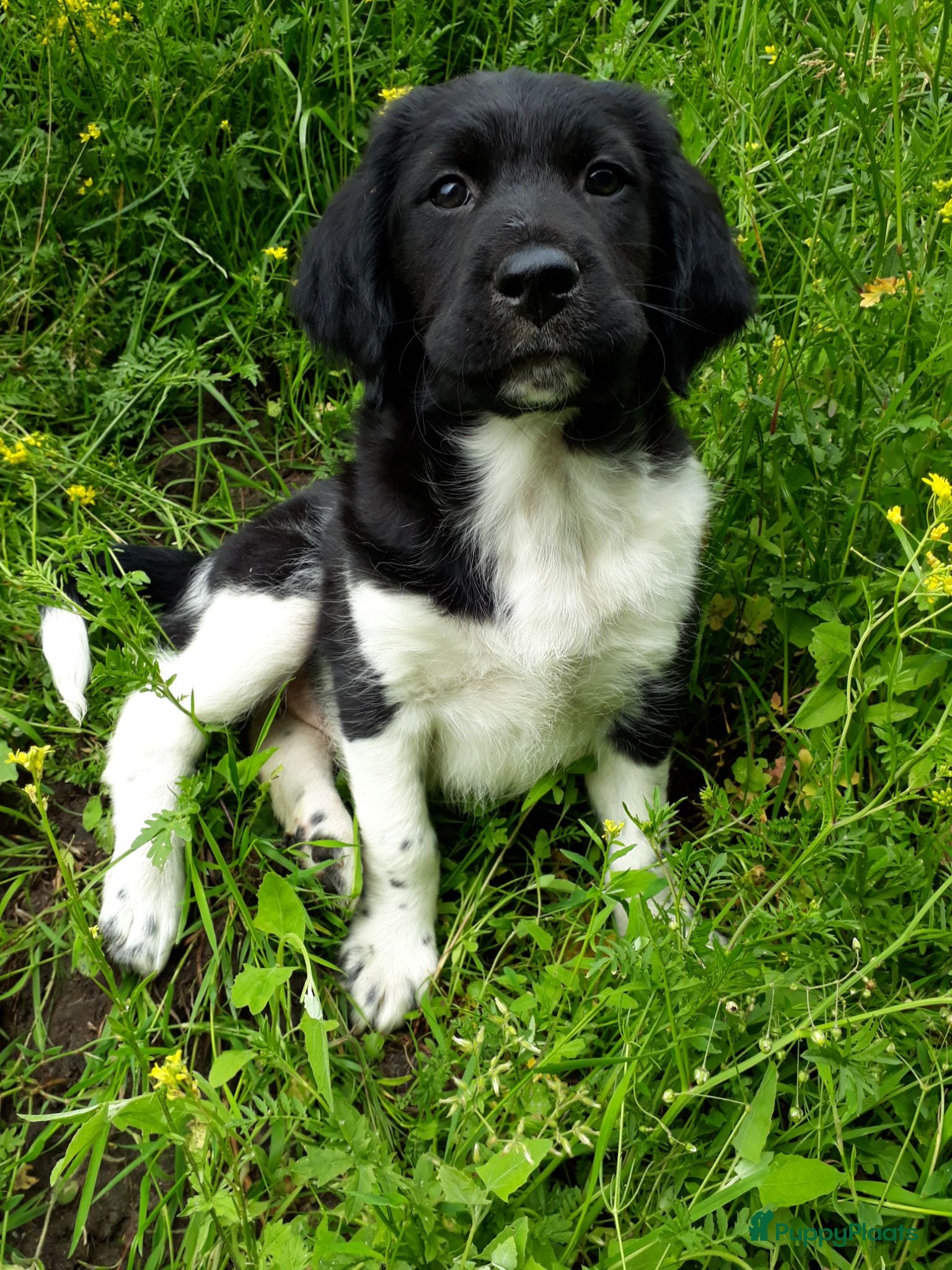 Friese Stabij honden Ras zuivere Friese Stabij pups - Advertentie 1