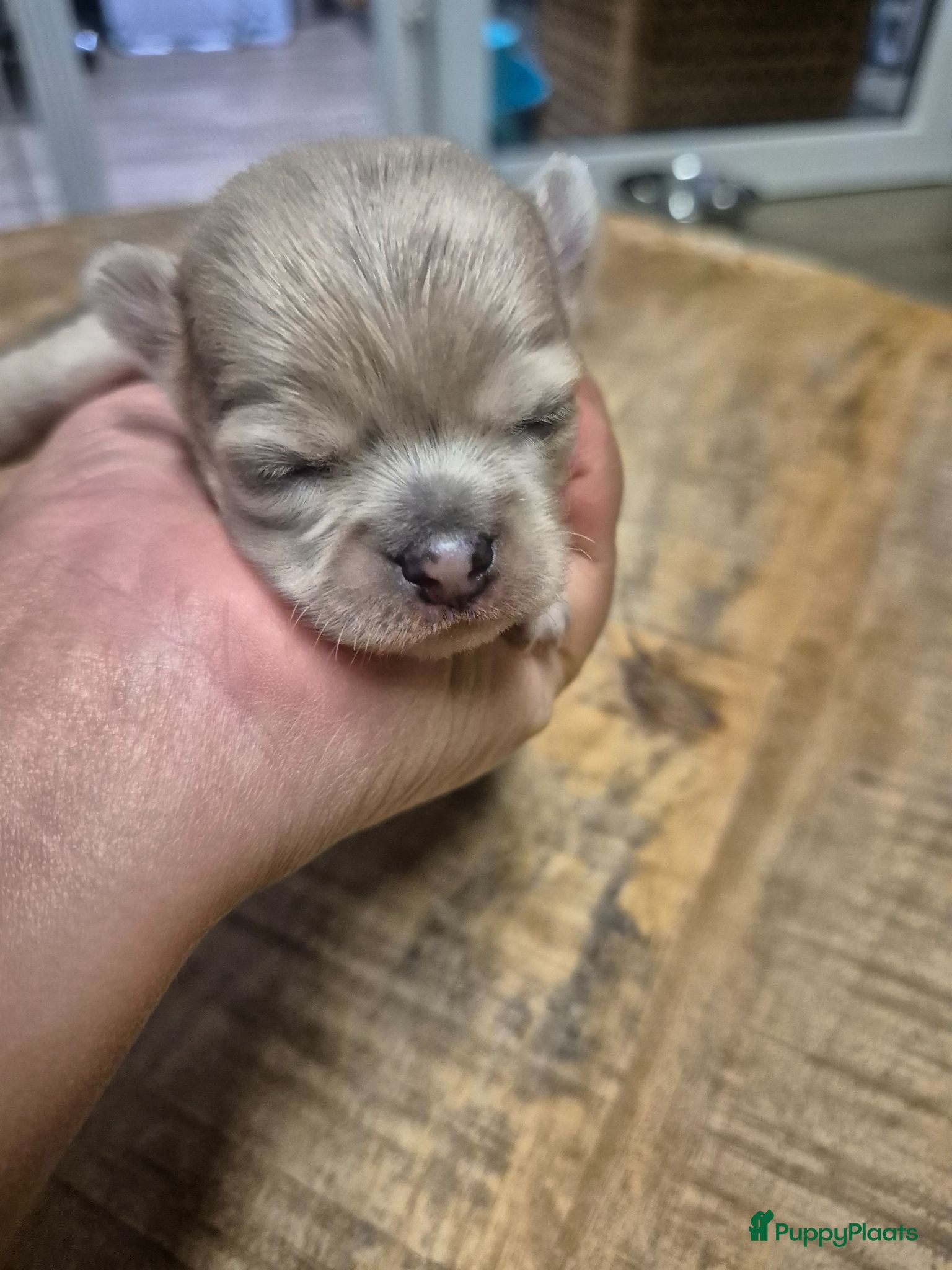 Chihuahua honden Mooie Chihuahua pups - Advertentie 2