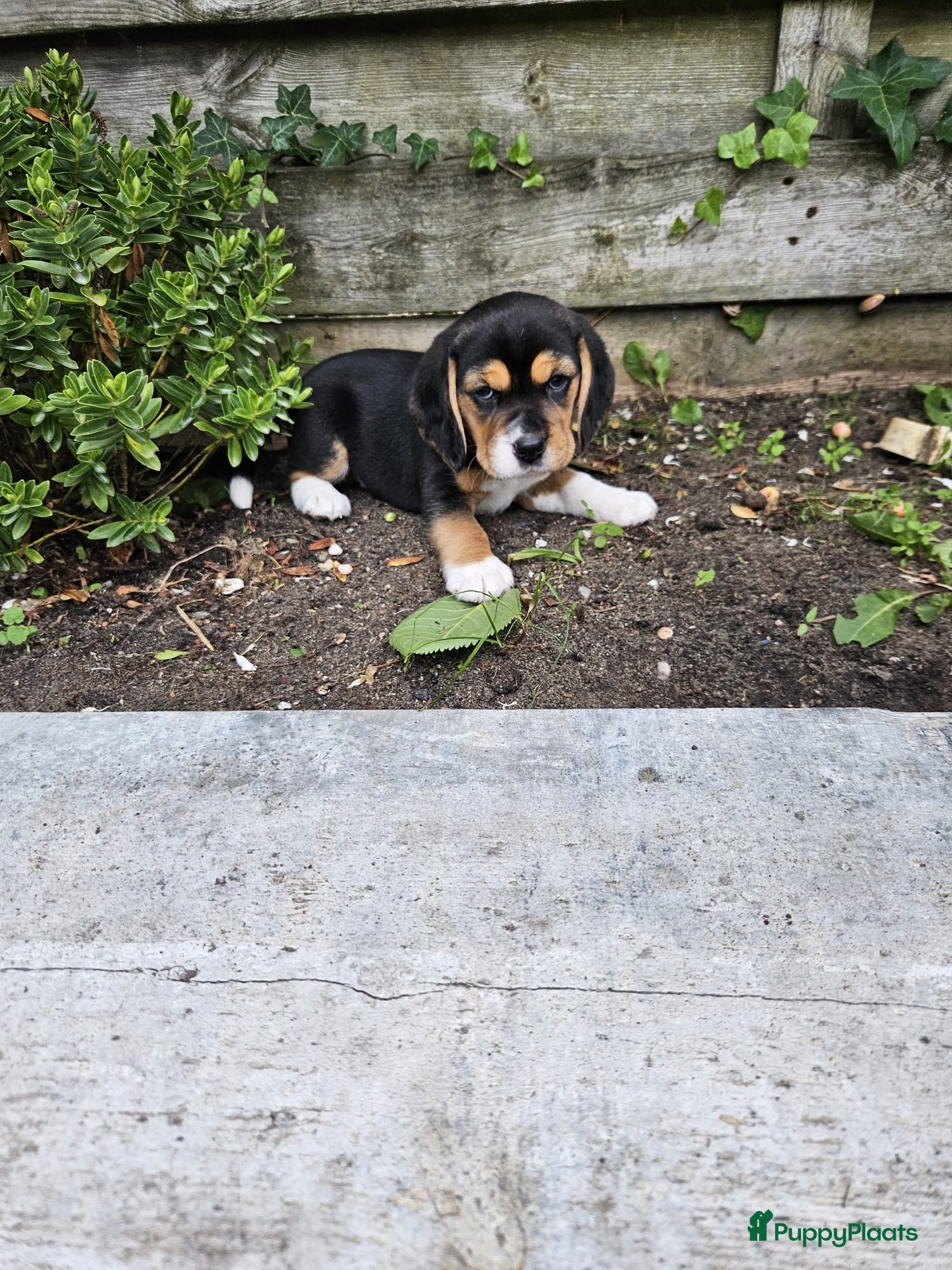 Beagle honden Prachtige raszuivere Beagle pups - Advertentie 1