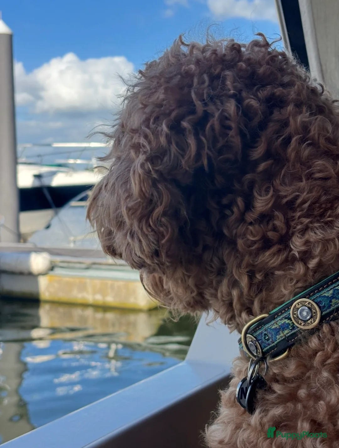 Labradoodle honden ter dekking: KNAPPE AUSTRALIAN LABRADOODLE DEKREU PUK - Advertentie 1