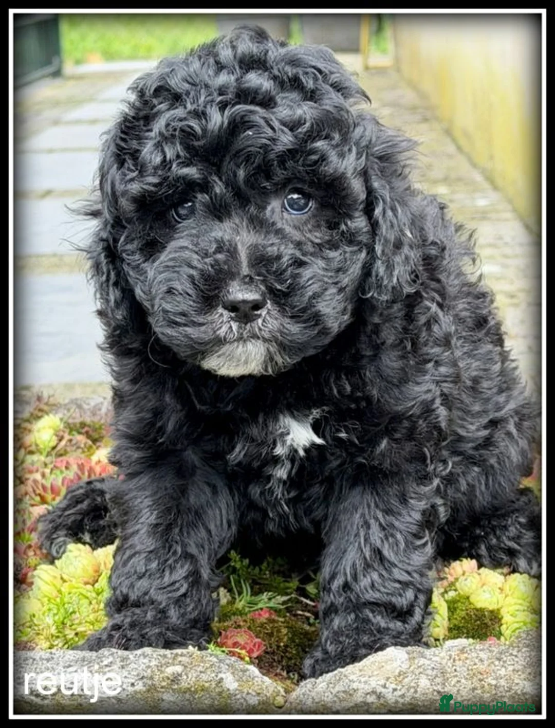 Labradoodle honden te koop: Labradoodle F4 pups 40-45 cm - Advertentie 2