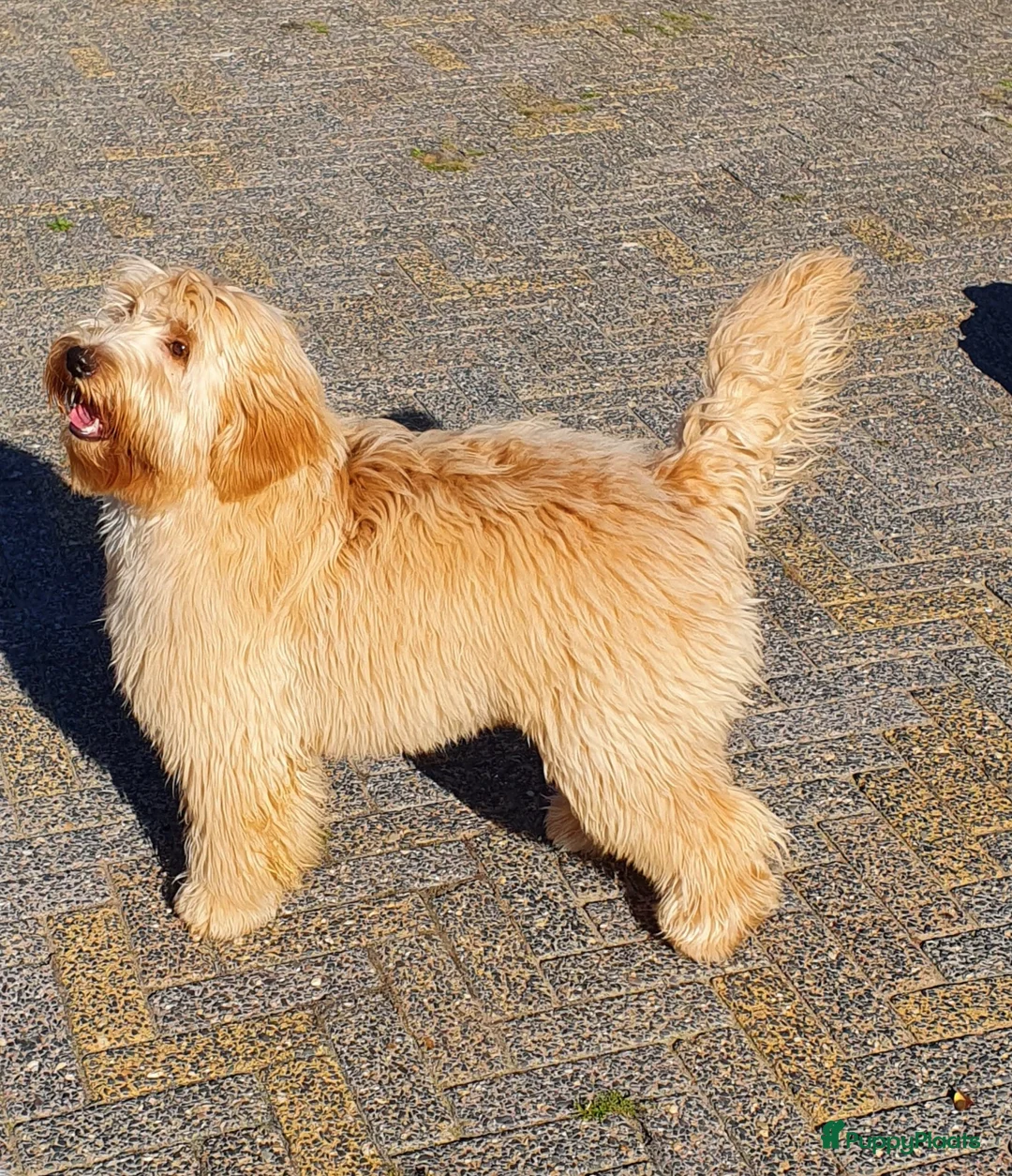 Labradoodle honden te koop: Mini doodle - Advertentie 3