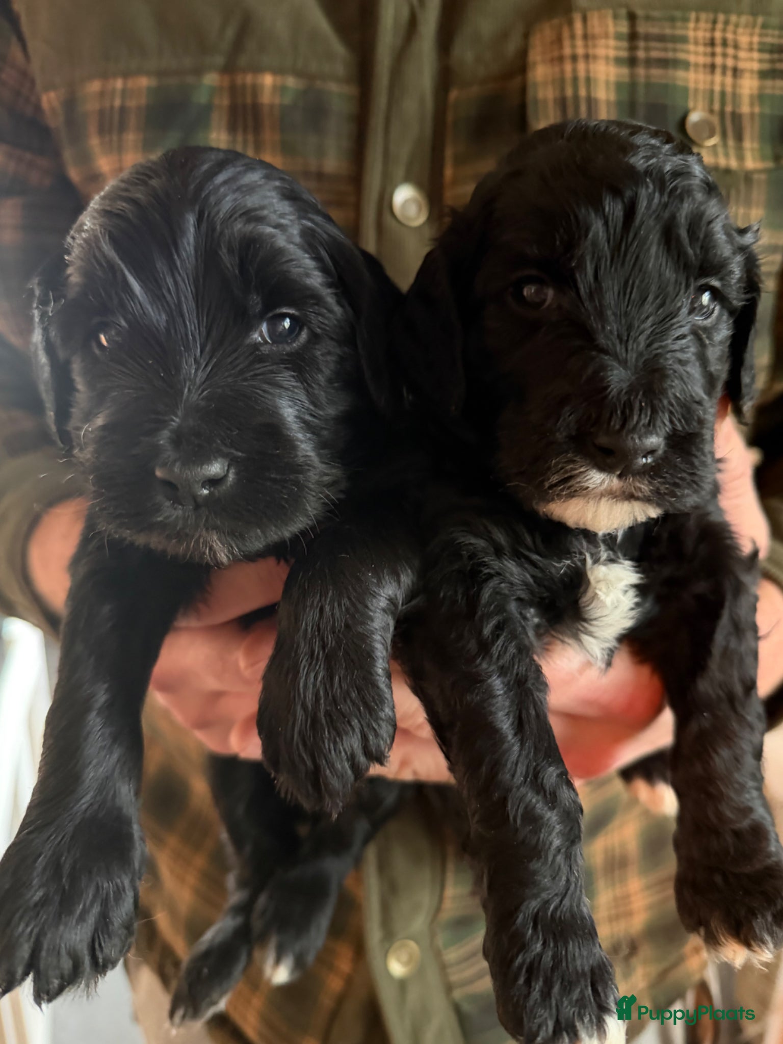 Australian Labradoodle honden Kl Medium Cobberdog x Australian Labradoodle pups - Advertentie 1