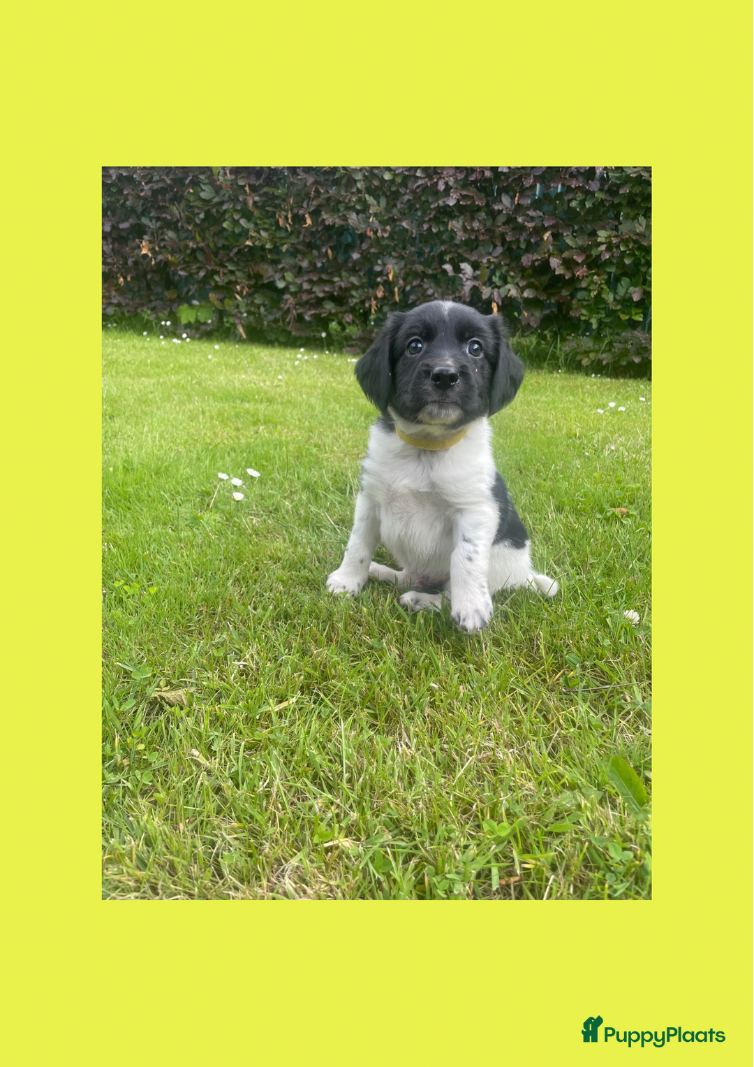 Friese Stabij honden te koop: Lieve Stabij pups met een vleugje Kelpie - Afbeelding 7