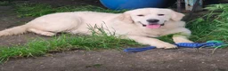 Golden Retriever honden te koop: Golden retriever pups🐶❤️ - Advertentie 17