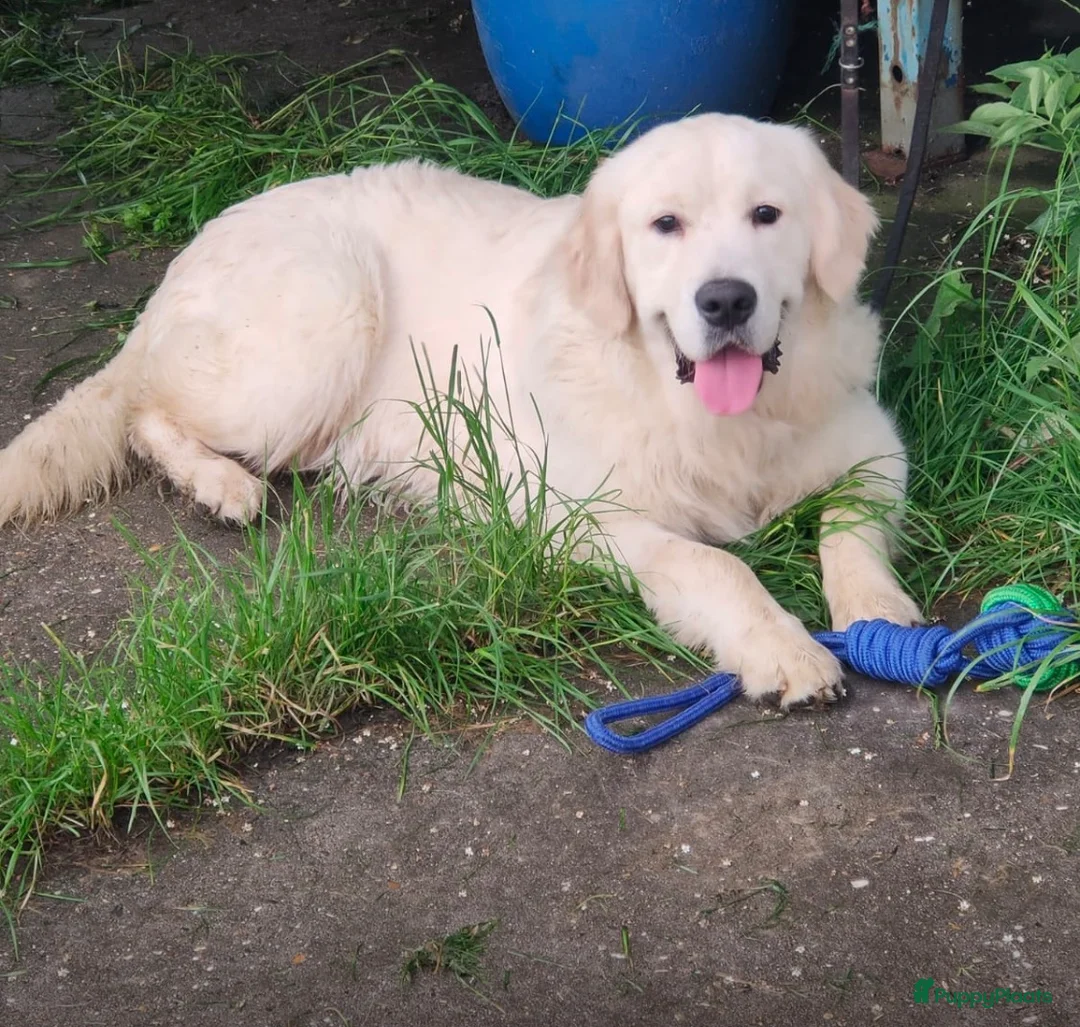 Golden Retriever honden te koop: Golden retriever pups🐶❤️ - Advertentie 17