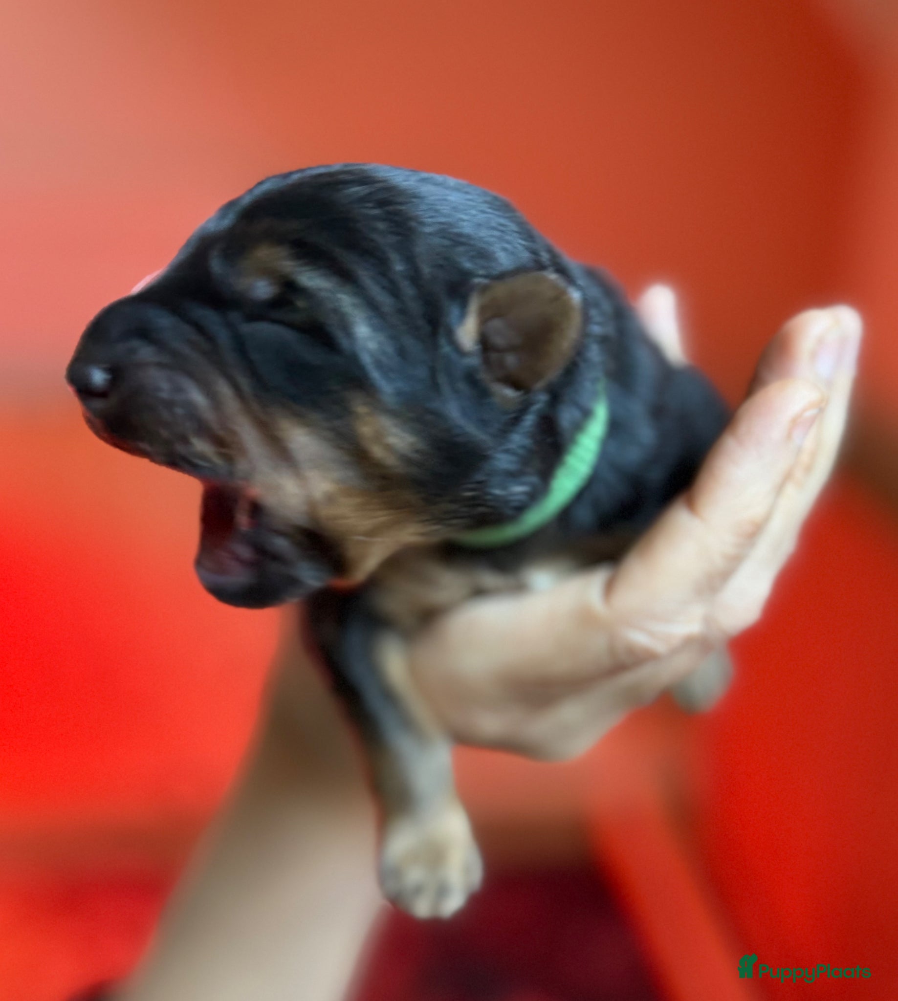 Kruising honden te koop: Nog 1 lieve pup te koop in Niebert - Advertentie 6