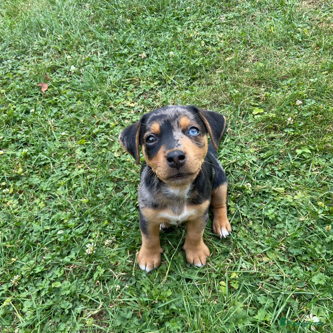 Jack Russel Terriër honden ter dekking: Dekreu Bruno  - Advertentie 3