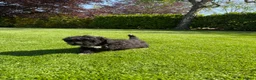 Maltipoo honden te koop: Maltipoo (Maltezer x Poedel) pups - Advertentie 23