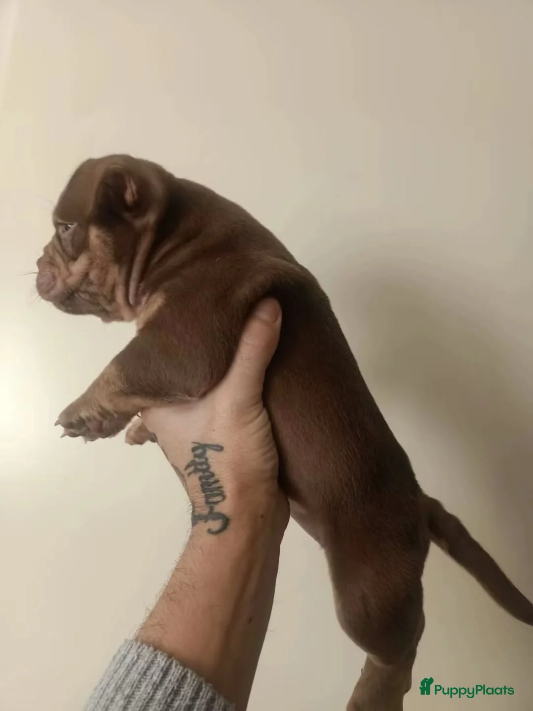 Amerikaanse Bully honden te koop: Micro bully’s  - Advertentie 4