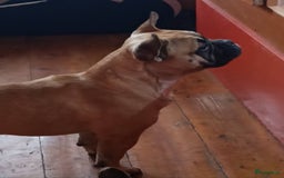 Franse Bulldog honden te koop: Franse bulldog raszuiver FCI (uitgebreid getest)  - Advertentie 15